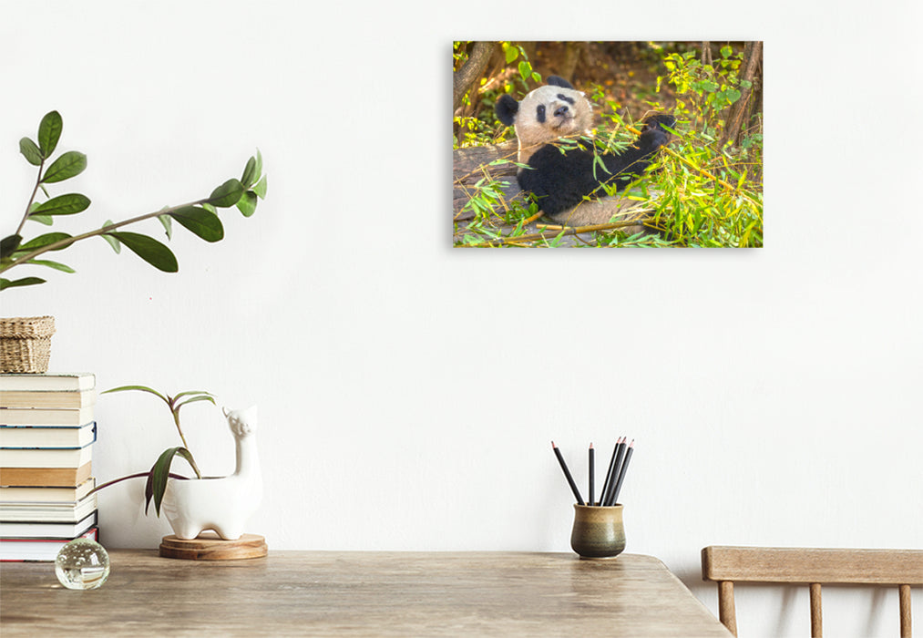 Premium Textil-Leinwand Premium Textil-Leinwand 120 cm x 80 cm quer Ein Motiv aus dem Kalender Der Große Panda Ein kuscheliger Geselle