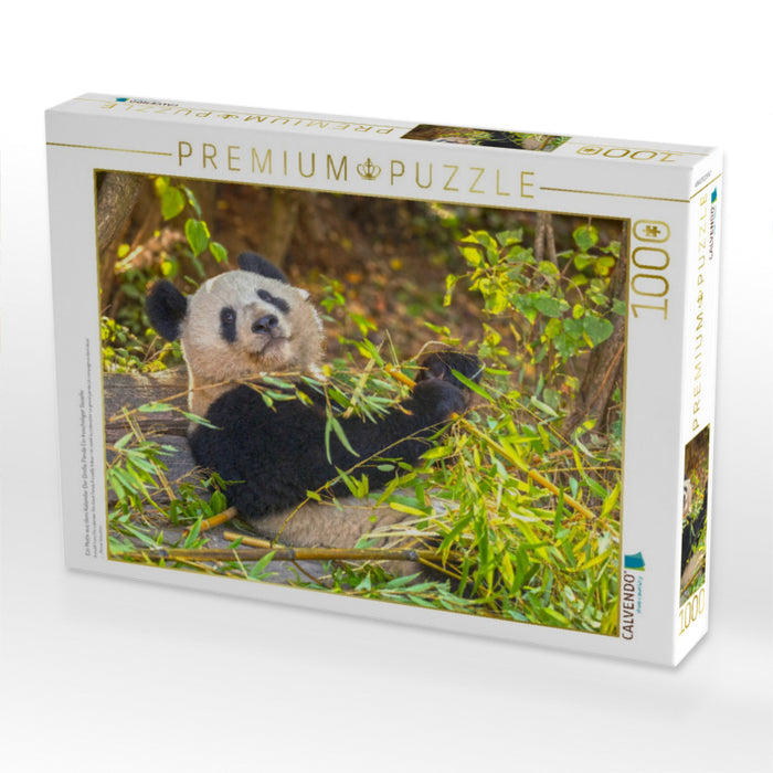 Ein Motiv aus dem Kalender Der Große Panda Ein kuscheliger Geselle - CALVENDO Foto-Puzzle'