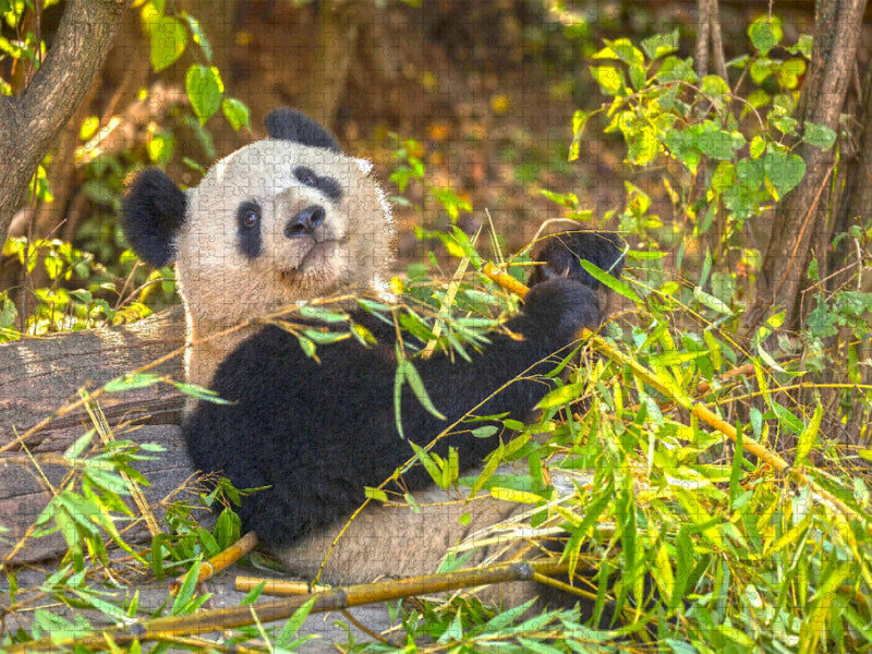 Ein Motiv aus dem Kalender Der Große Panda Ein kuscheliger Geselle - CALVENDO Foto-Puzzle'