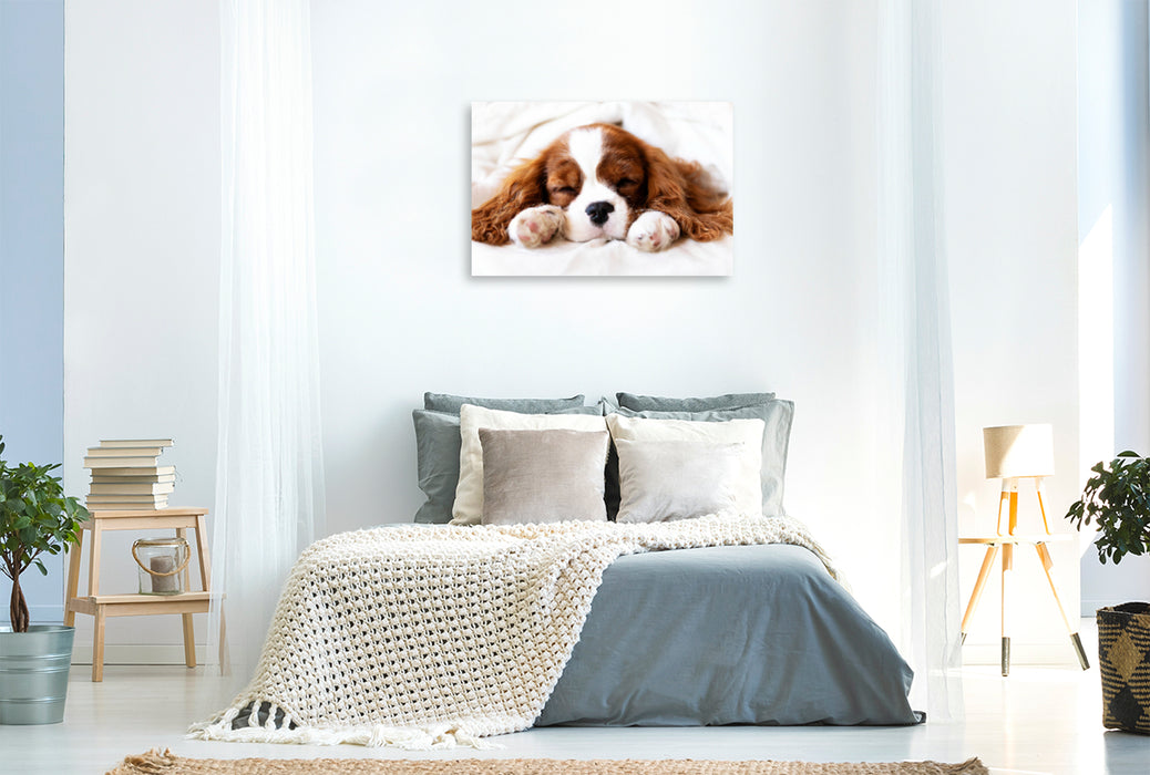 Premium Textil-Leinwand Premium Textil-Leinwand 120 cm x 80 cm quer Ein Motiv aus dem Kalender Der Welpenkalender - Cavalier King Charles Spaniel