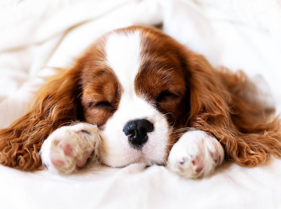Ein Motiv aus dem Kalender Der Welpenkalender - Cavalier King Charles Spaniel - CALVENDO Foto-Puzzle'