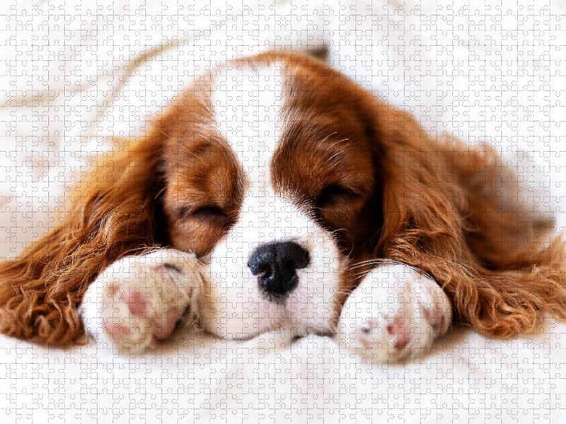 Ein Motiv aus dem Kalender Der Welpenkalender - Cavalier King Charles Spaniel - CALVENDO Foto-Puzzle'