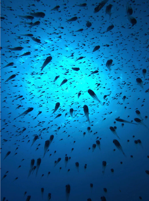 Swarm intelligence - CALVENDO photo puzzle 