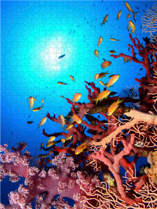 Korallenriff Paradies 2000 Teile Puzzle hoch - CALVENDO Foto-Puzzle'