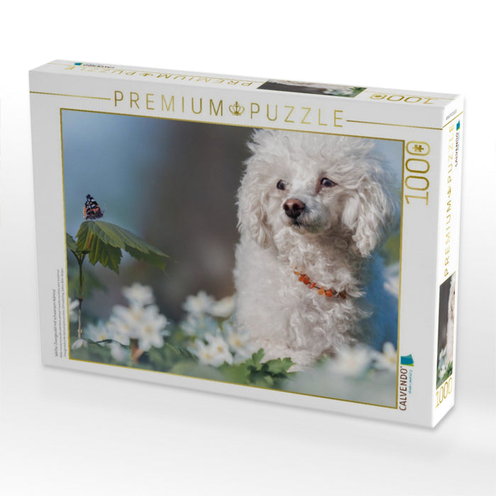 Weißer Zwergpudel mit schwarzem Admiral - CALVENDO Foto-Puzzle'