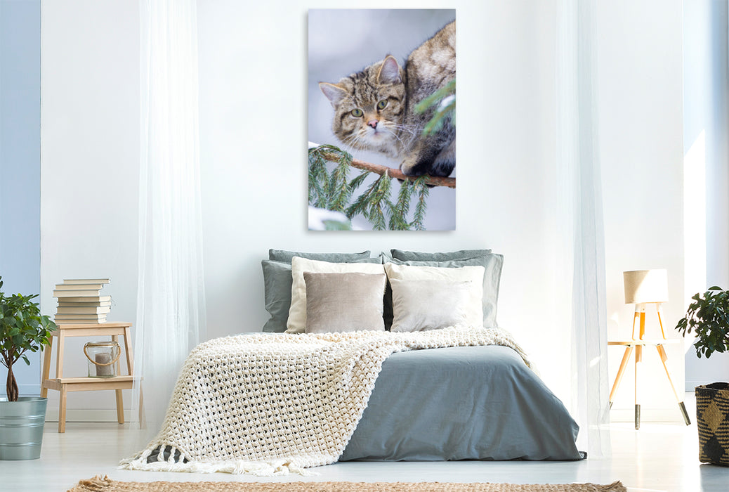 Premium Textil-Leinwand Premium Textil-Leinwand 80 cm x 120 cm  hoch Europäische Wildkatze im Winter