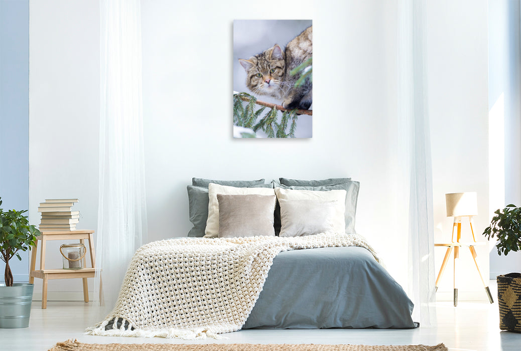 Premium Textil-Leinwand Premium Textil-Leinwand 80 cm x 120 cm  hoch Europäische Wildkatze im Winter