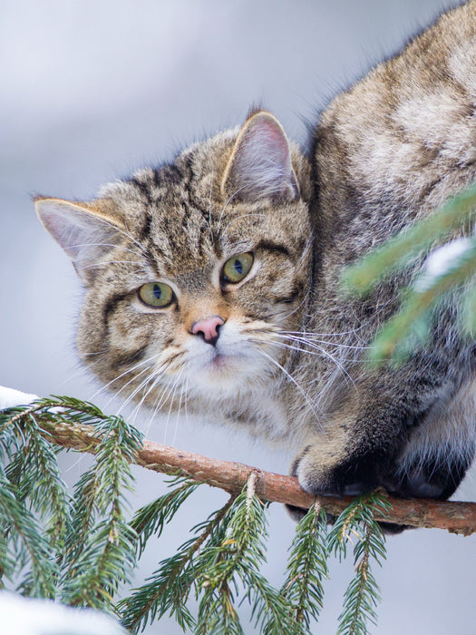 Europäische Wildkatze im Winter 1000 Teile Puzzle hoch - CALVENDO Foto-Puzzle'