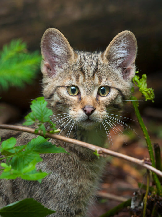 Junge Europäische Wildkatze 1000 Teile Puzzle hoch - CALVENDO Foto-Puzzle'