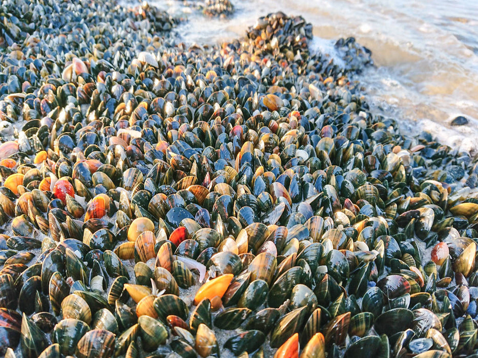 Muscheln satt - CALVENDO Foto-Puzzle'
