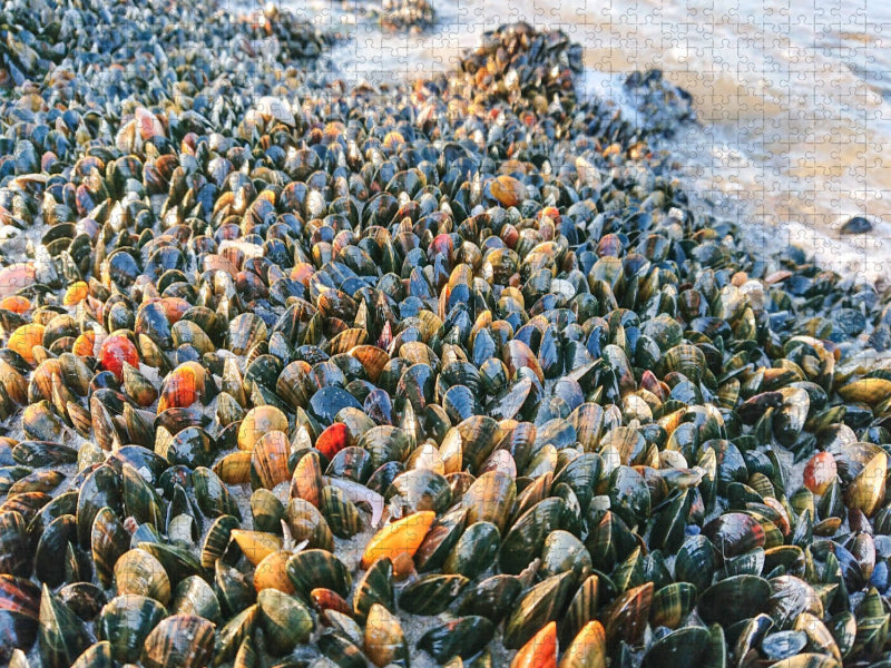 Muscheln satt - CALVENDO Foto-Puzzle'