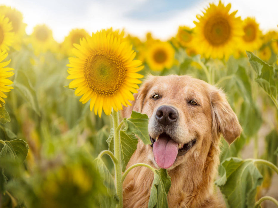 Golden Retriever im Sonnenblumenfeld - CALVENDO Foto-Puzzle'