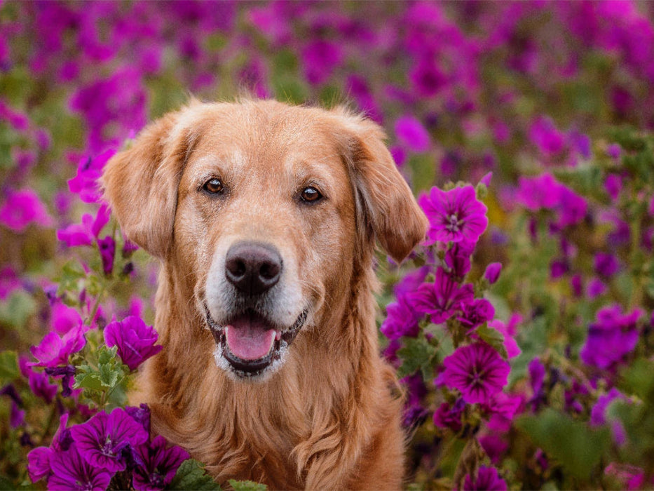 Golden Retriever im Blumenmeer - CALVENDO Foto-Puzzle'