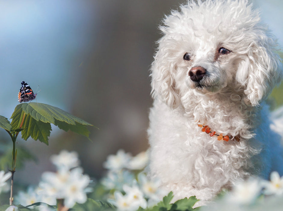 White toy poodle with black admiral - CALVENDO photo puzzle 