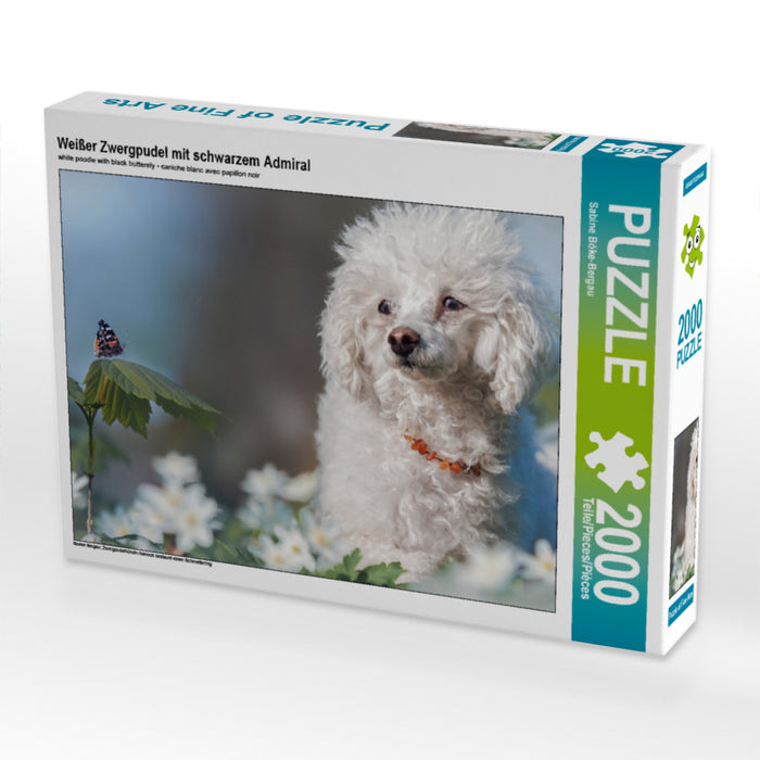 White toy poodle with black admiral - CALVENDO photo puzzle 
