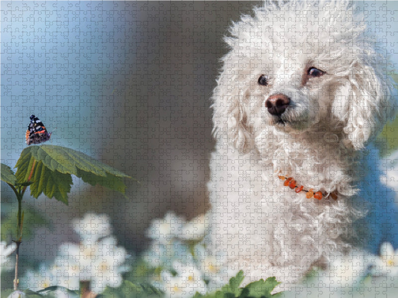 White toy poodle with black admiral - CALVENDO photo puzzle 
