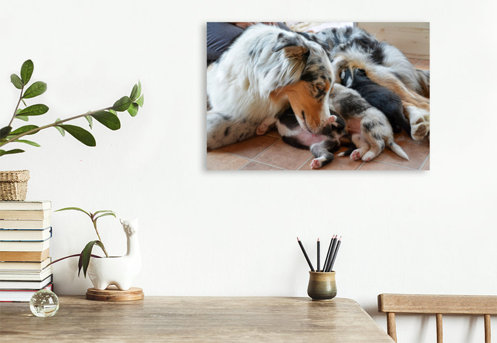 Premium Textil-Leinwand Premium Textil-Leinwand 120 cm x 80 cm quer Eine bildhübsche Hündin mit ihren bezaubernden Welpen der Rasse Australian Shepherd