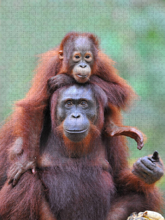 Ein Motiv aus dem Kalender Orang Utans aus Borneo - CALVENDO Foto-Puzzle'