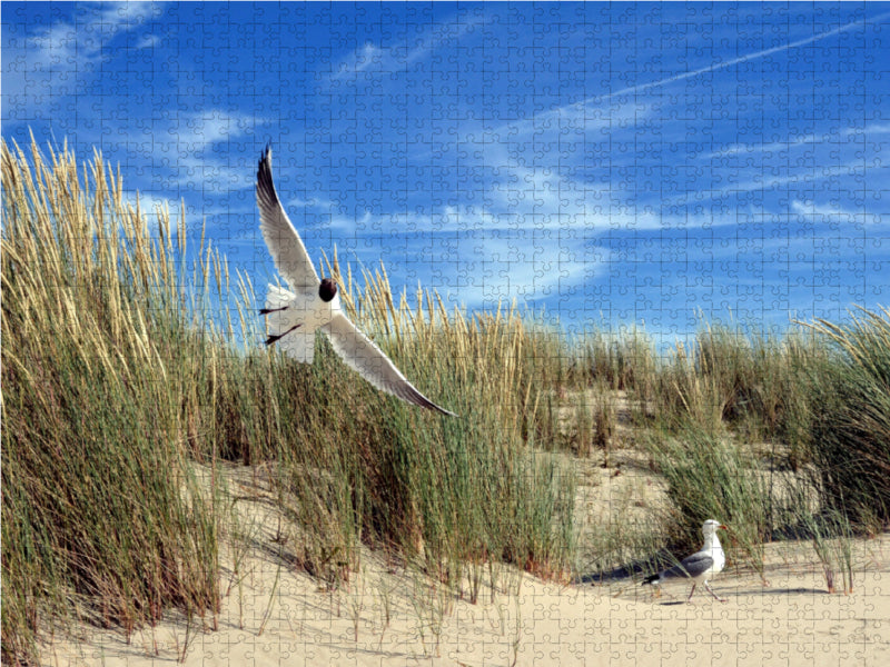 Möwen und Seeschwalbe in einer Düne 2000 Teile Puzzle quer - CALVENDO Foto-Puzzle'