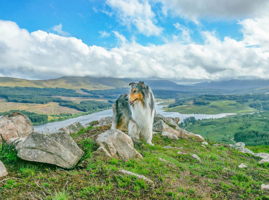 Collie in the Galloways - CALVENDO photo puzzle 