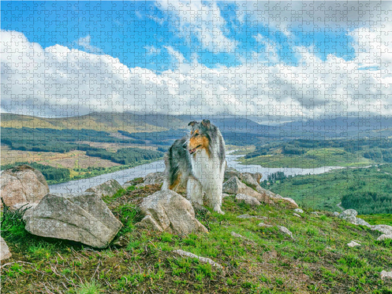 Collie in the Galloways - CALVENDO photo puzzle 