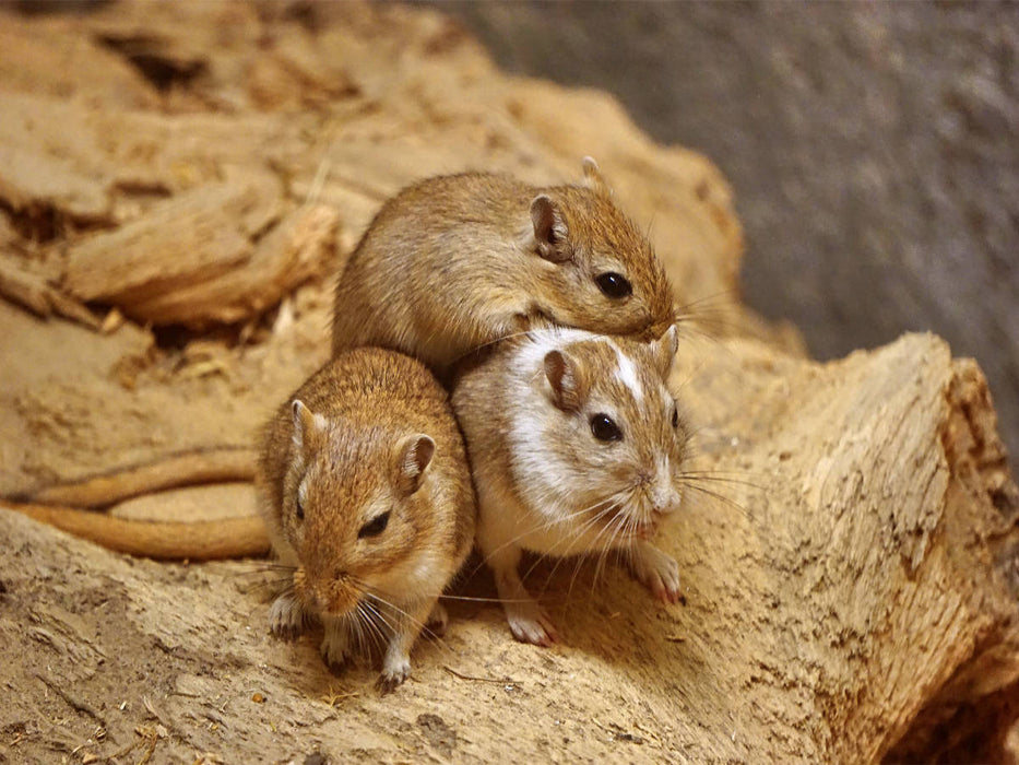 Rennmaus Trio - CALVENDO Foto-Puzzle'