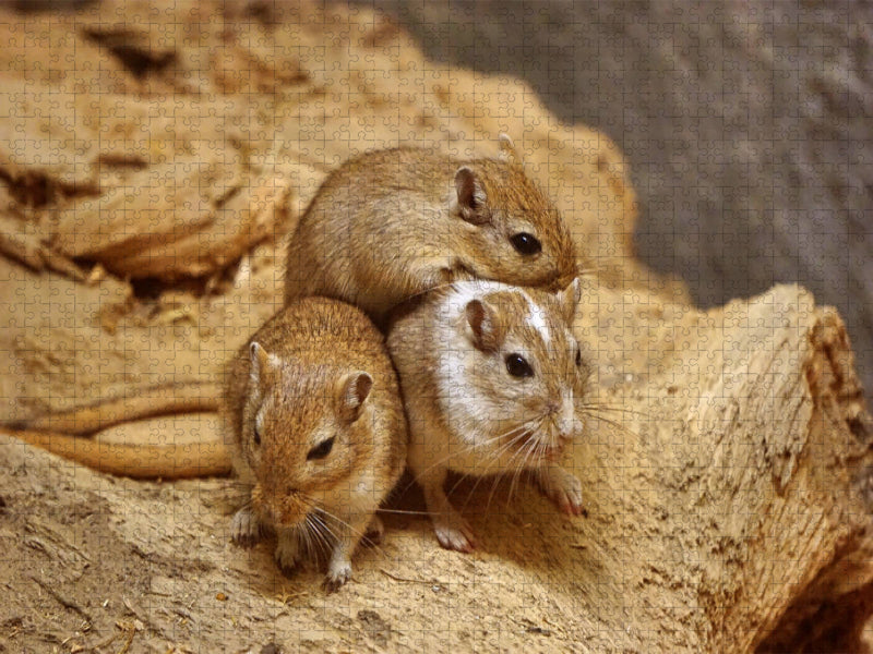 Rennmaus Trio - CALVENDO Foto-Puzzle'