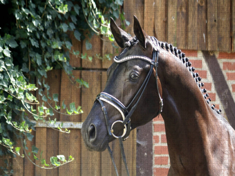 Der Trakehner. Hochadel aus Ostpreußen - CALVENDO Foto-Puzzle'