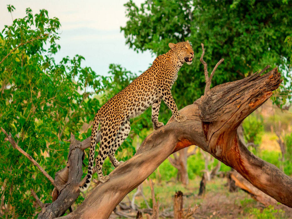 Leopard auf der Jagd - CALVENDO Foto-Puzzle'