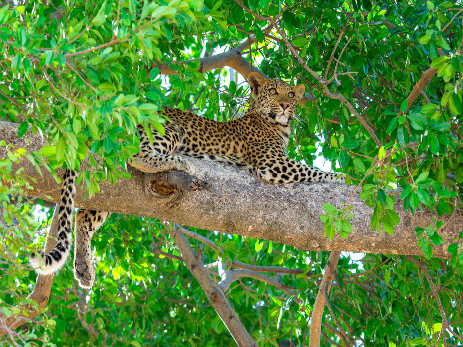 Leopard im Baum - CALVENDO Foto-Puzzle'