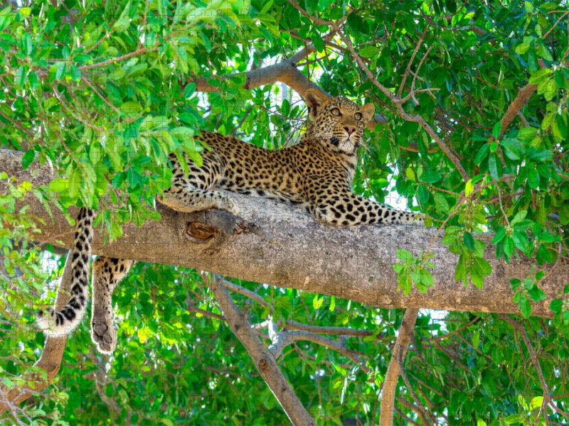 Leopard im Baum - CALVENDO Foto-Puzzle'