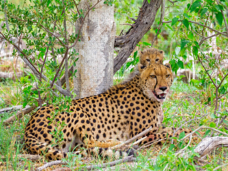 Gepard mit Nachwuchs - CALVENDO Foto-Puzzle'