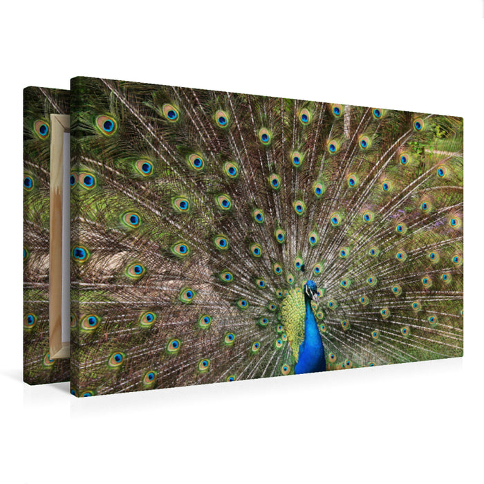 Premium Textil-Leinwand Ein Pfau schlägt sein Rad