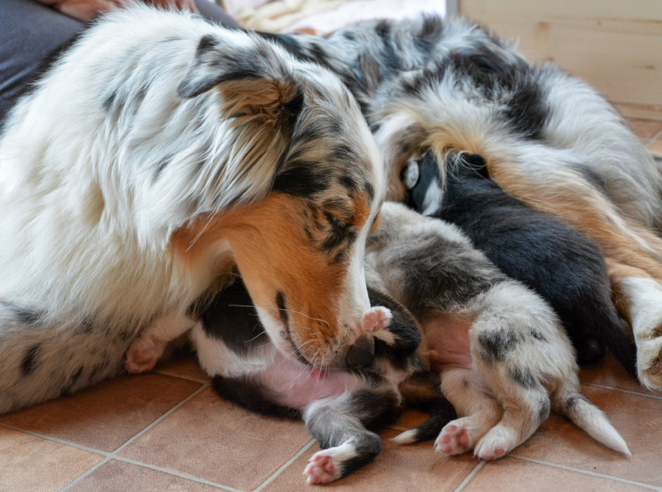Eine bildhübsche Hündin mit ihren bezaubernden Welpen der Rasse Australian Shepherd 2000 Teile Puzzle quer - CALVENDO Foto-Puzzle'