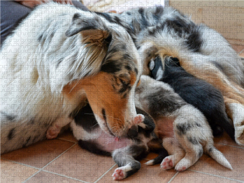Eine bildhübsche Hündin mit ihren bezaubernden Welpen der Rasse Australian Shepherd 2000 Teile Puzzle quer - CALVENDO Foto-Puzzle'
