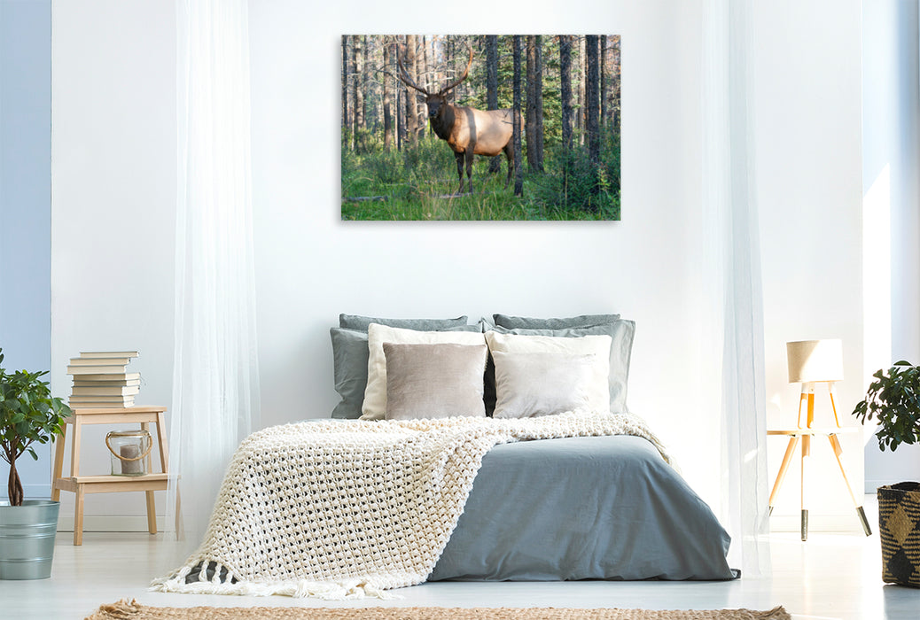 Premium Textil-Leinwand Premium Textil-Leinwand 120 cm x 80 cm quer Kapitaler Wapiti Hirsch in den Wäldern der Rocky Mountains in Kanada