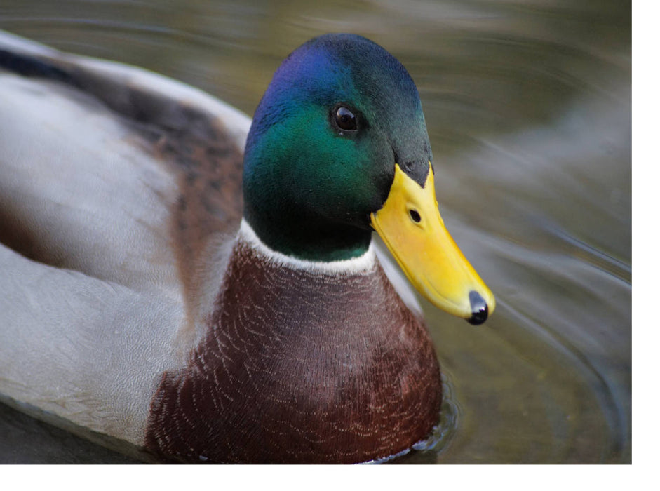 Stockenten Erpel Portrait - CALVENDO Foto-Puzzle'