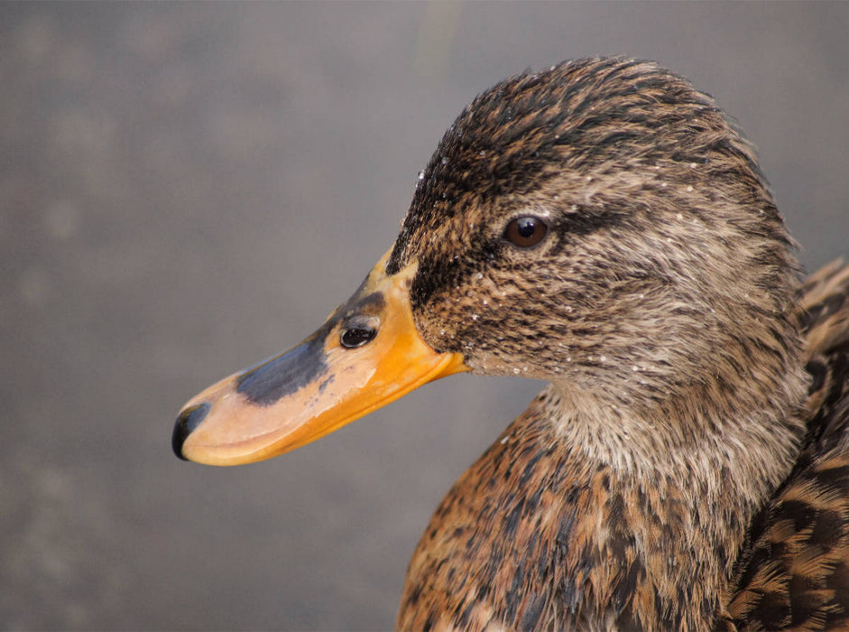 Stockente Weibchen - CALVENDO Foto-Puzzle'