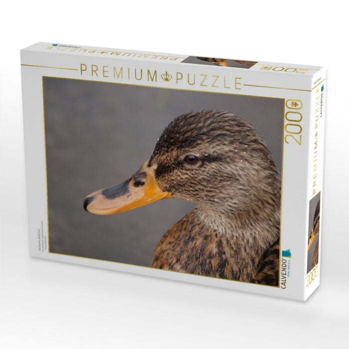 Stockente Weibchen - CALVENDO Foto-Puzzle'