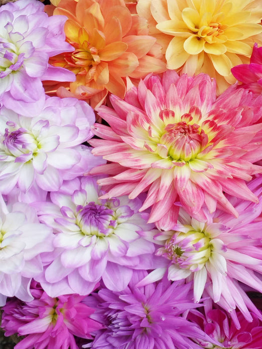 Dahlien - CALVENDO Foto-Puzzle'