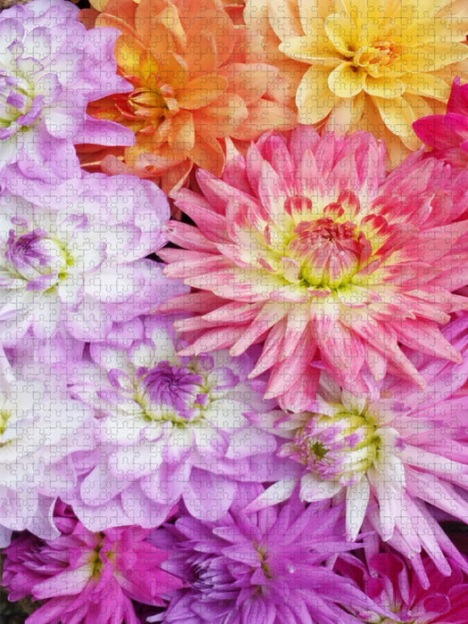 Dahlien - CALVENDO Foto-Puzzle'