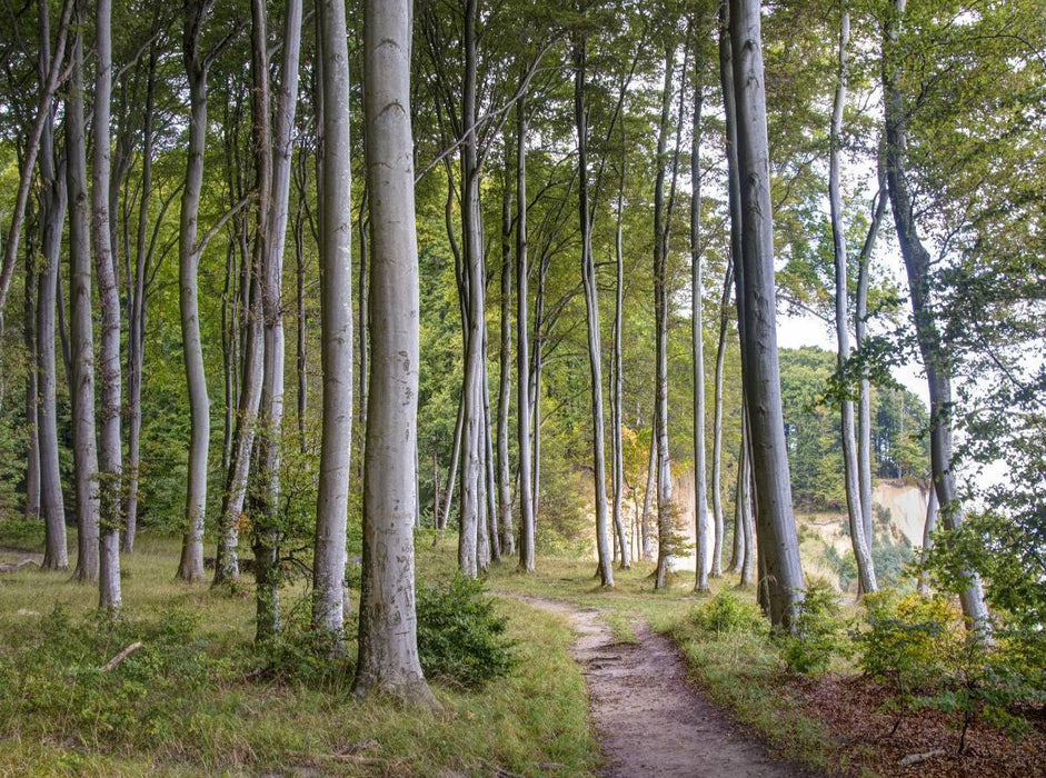Ein Motiv aus dem Kalender Der Hochuferweg im Jasmund Nationalpark - CALVENDO Foto-Puzzle'