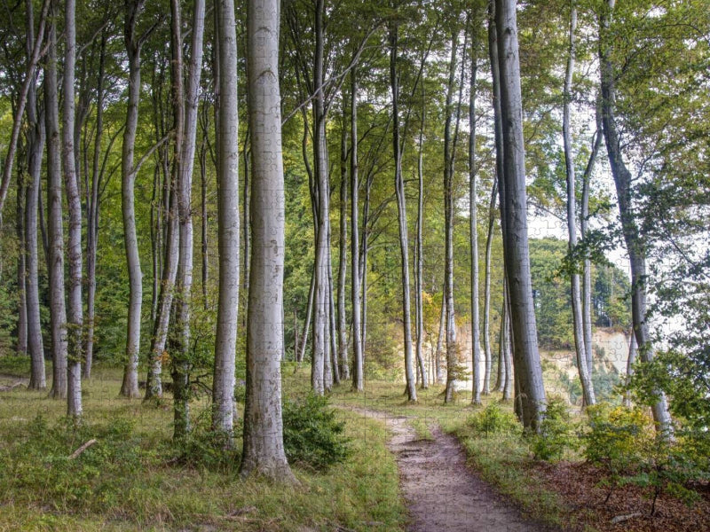 Ein Motiv aus dem Kalender Der Hochuferweg im Jasmund Nationalpark - CALVENDO Foto-Puzzle'