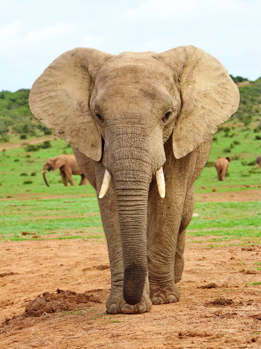 Elefant - CALVENDO Foto-Puzzle'