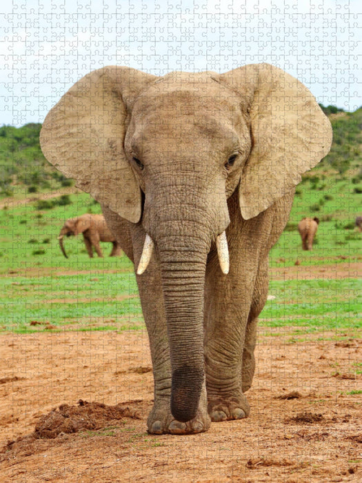Elefant - CALVENDO Foto-Puzzle'