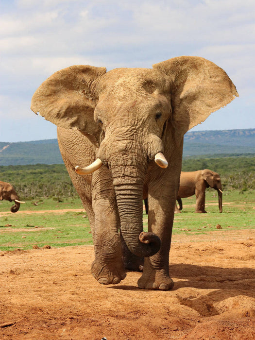 Ein Motiv aus dem Kalender SÜDAFRIKA Wild-Tiere im Addo Elephant Park - CALVENDO Foto-Puzzle'