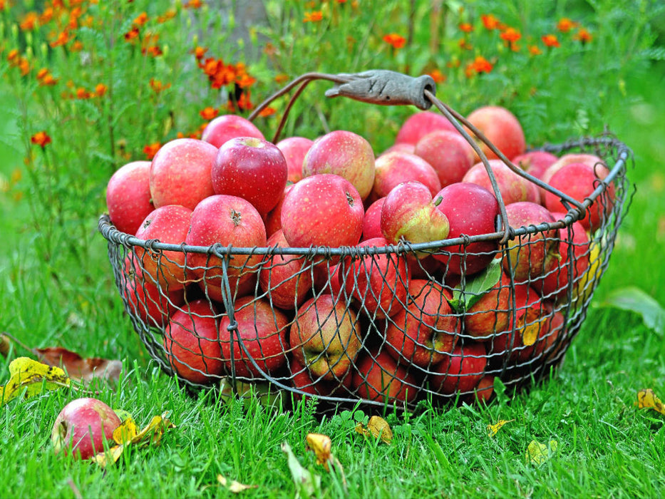 Äpfel im Korb - CALVENDO Foto-Puzzle'