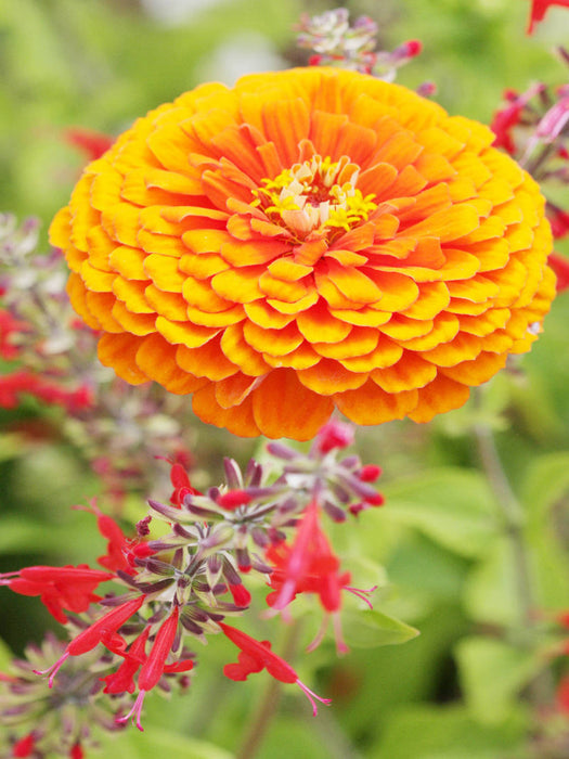 Zinnie und Roter Salbei - CALVENDO Foto-Puzzle'