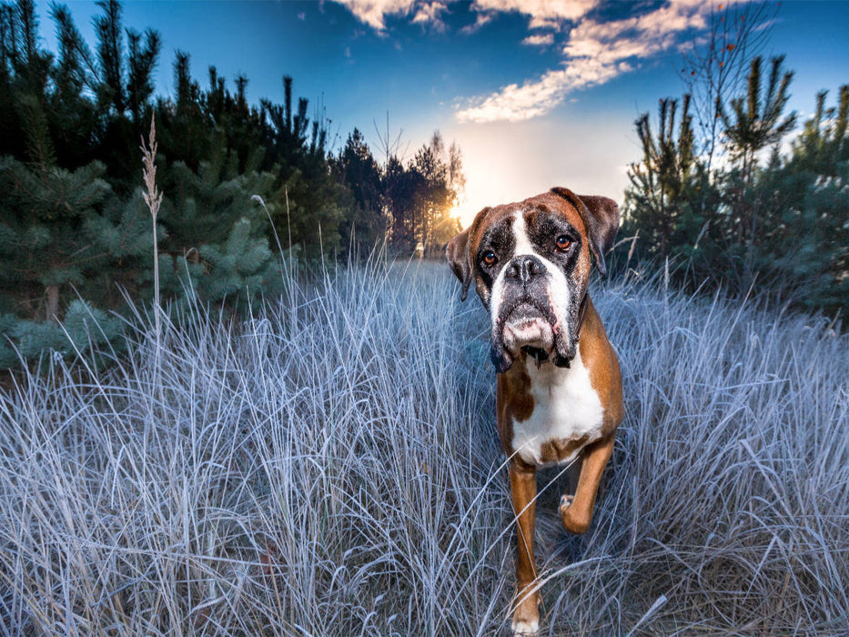 Frostiger Sonnenaufgang - CALVENDO Foto-Puzzle'