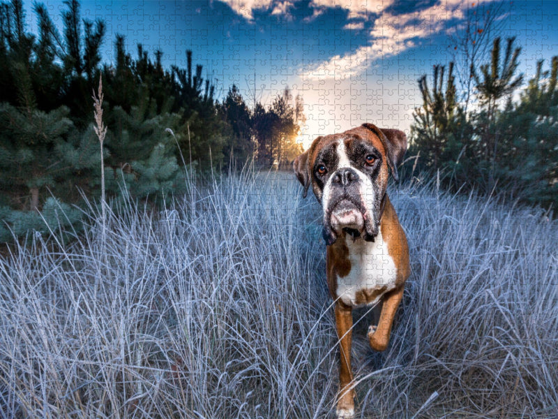 Frostiger Sonnenaufgang - CALVENDO Foto-Puzzle'